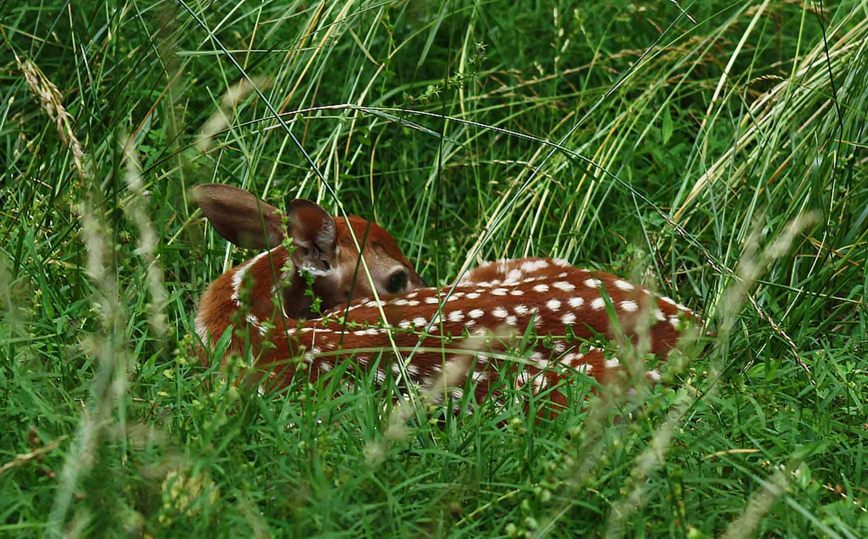 Young Fawn in Tall Grass